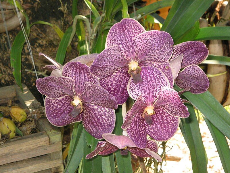 File:Vanda Rothschildiana.JPG