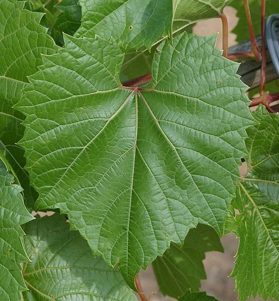 File:Vitis Riparia.JPG