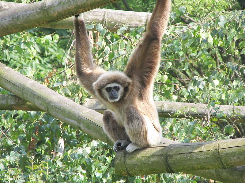 File:Weisshandgibbon tierpark berlin.jpg