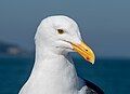 Image 63Western gull sitting on a boat in San Francisco Bay