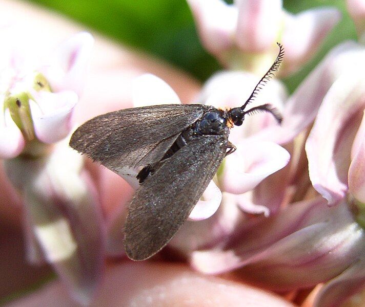 File:Acoloithus falsarius. milkweed.jpg