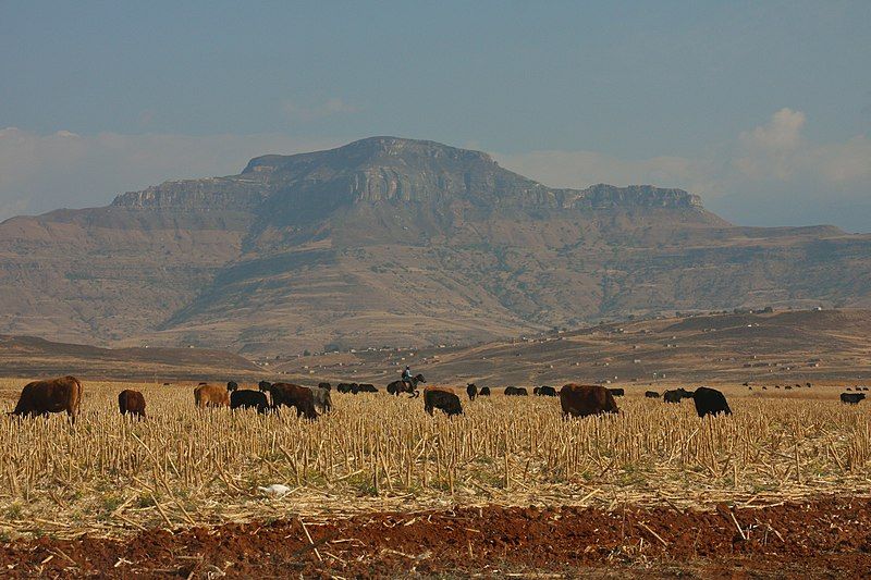 File:African Cowboy.jpg