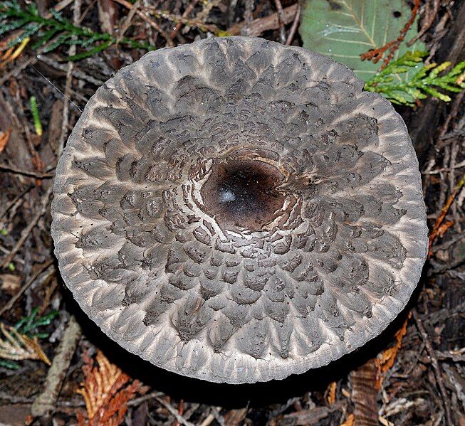 File:Agaricales mushroom top.JPG