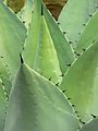 Agave flexispina