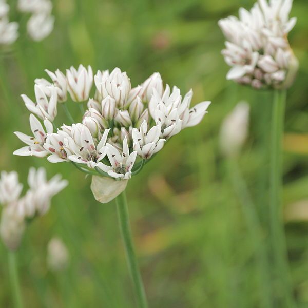 File:Allium cernuum-IMG 4315.jpg