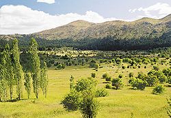 Photograph of a grassy landscape dotted with trees, with woodland and grassy hills in the background