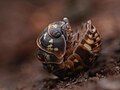 Armadillidium pulchellum