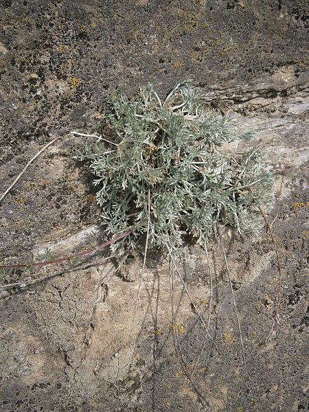 File:Artemisia alba leaf.JPG