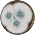 Aspergillus lentulus growing on MEAOX plate