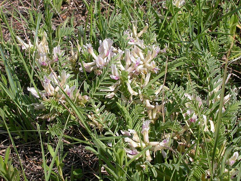 File:Astragalus crassicarpus (5257781877).jpg