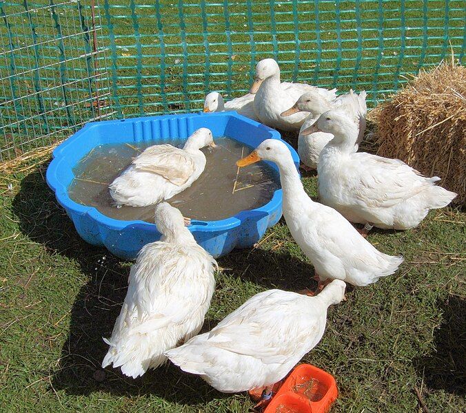 File:Aylesbury Ducks.jpg