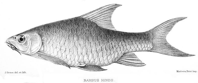 File:Barbus oxyrhynchus 1902.jpg