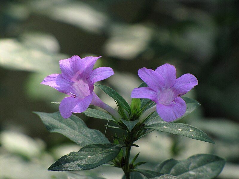 File:Barleria siamensis.jpg