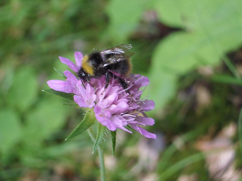 File:Bee collecting nectar.jpg