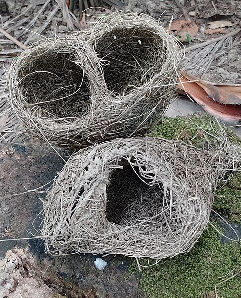 File:Bird-nest (2).jpg