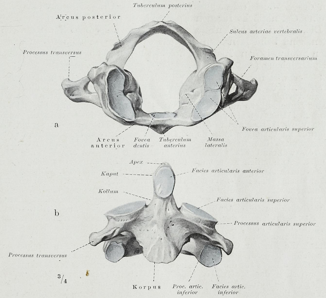 File:Braus 1921 70.png