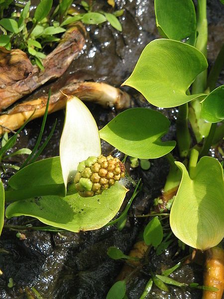 File:Calla palustris02.jpg