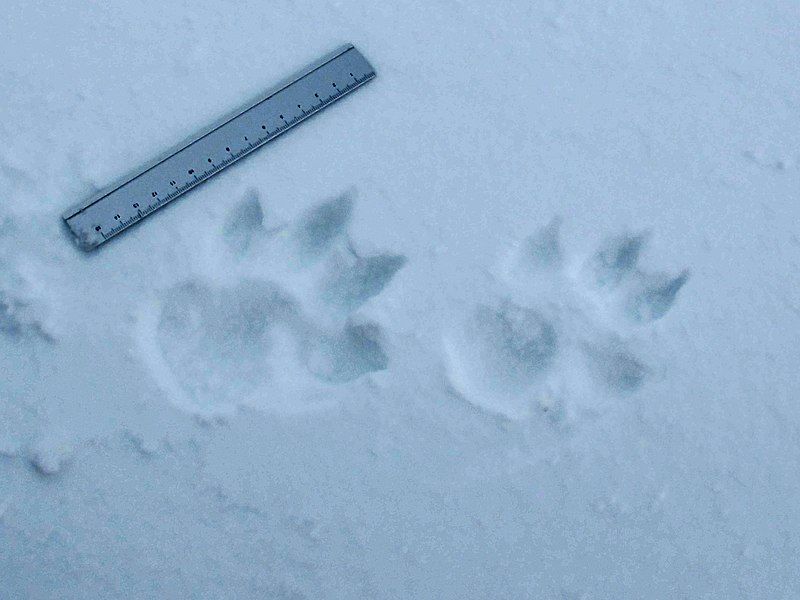 File:Canis lupus footprints.jpg