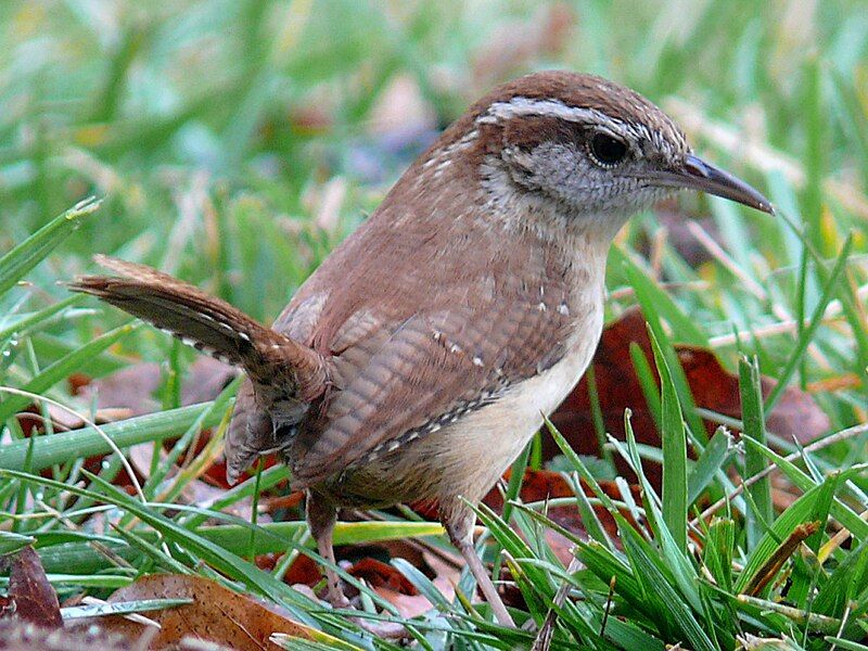 File:Carolina Wren-27527.jpg