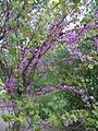 Cercis siliquastrum