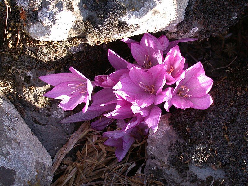 File:Colchicum feinbruniae 2.JPG