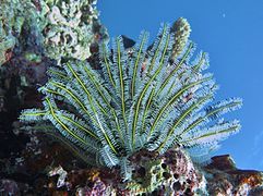 Comaster schlegelii (Comatulida)