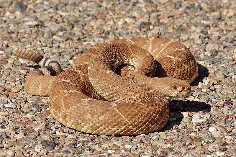 File:Crotalus ruber 42613167.jpg