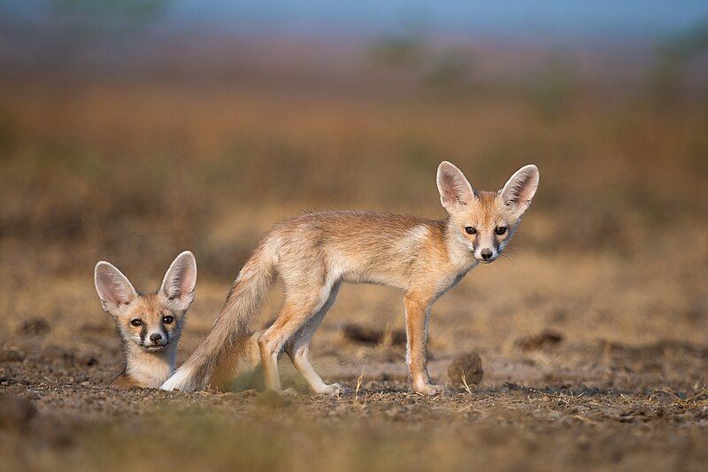 File:Desert Fox Pups.jpg