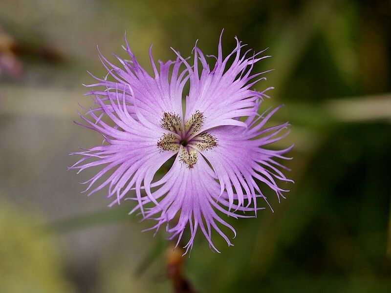 File:Dianthus hyssopifolius 2.jpg