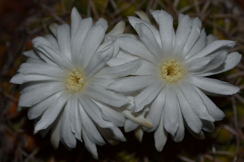 File:Discocactus fariae-peresii flowering.jpg