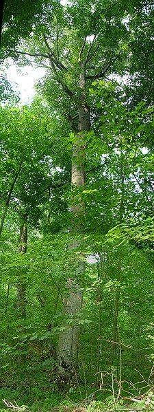 File:Dysart Woods.jpg