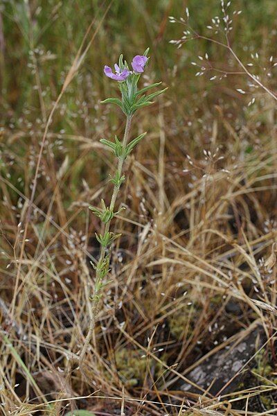 File:Epilobium minutum 0054.JPG