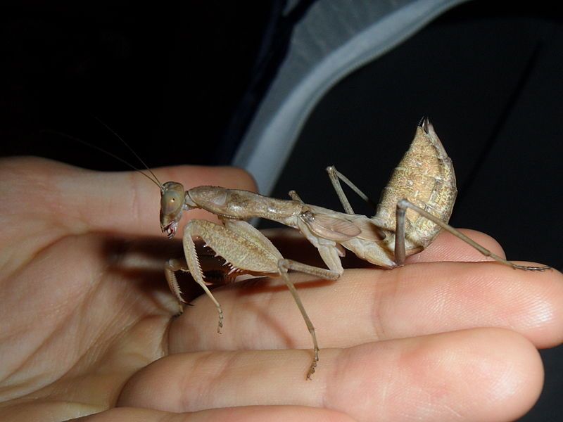 File:Female Sphodromantis.jpg