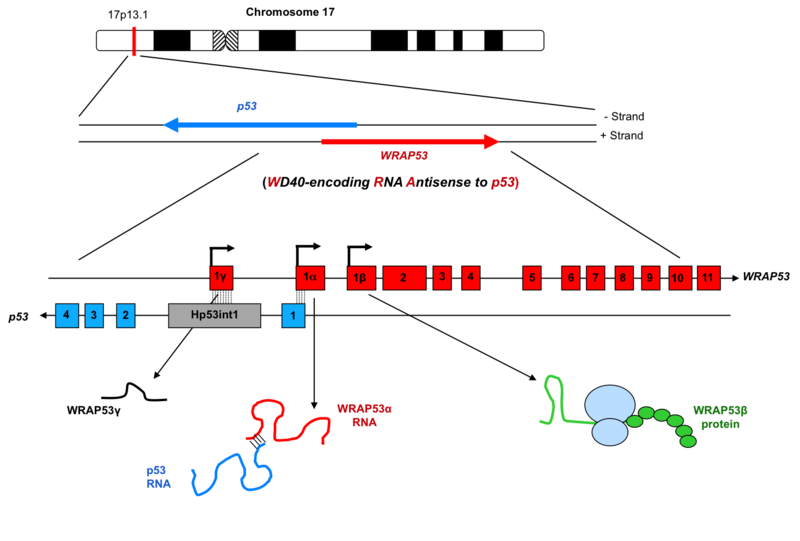 File:Figure1..png