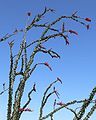 Fouquieria splendens