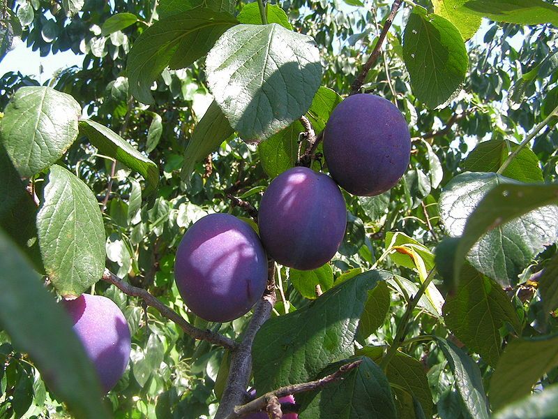 File:Fruits Prunus domestica.jpg