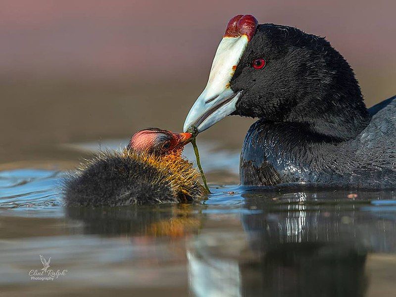 File:Fulica cristata00.jpg