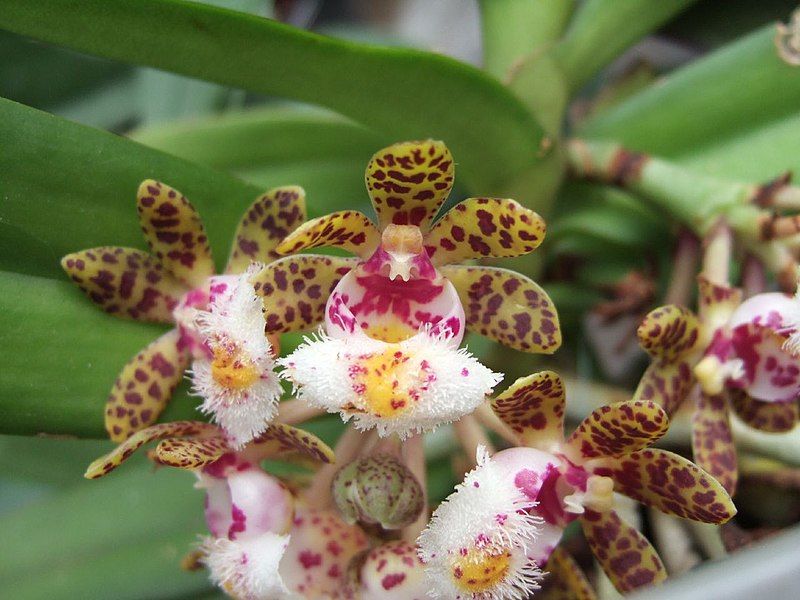 File:Gastrochilus bellinus.jpg