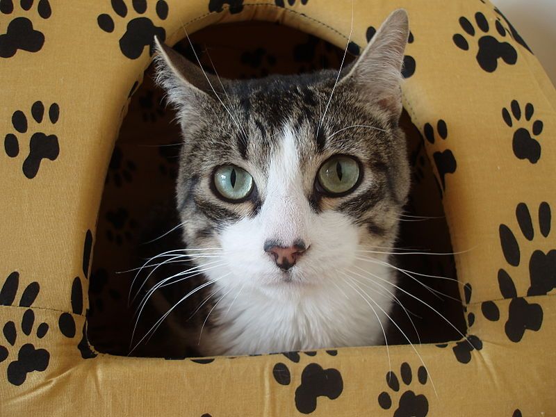 File:Gato-Panchito.jpg