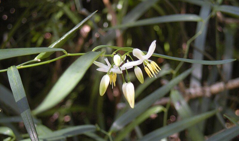 File:Geitonoplesium cymosum flowers.jpg