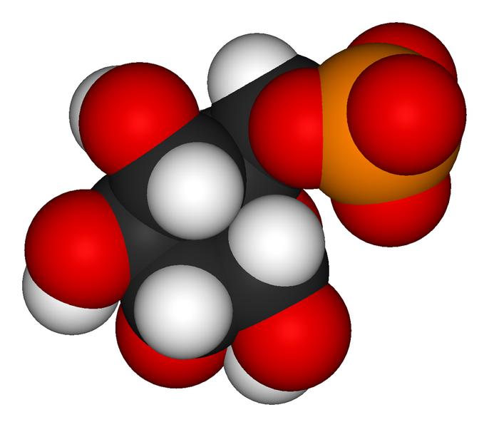 File:Glucose-6-phosphate-3D-vdW.png