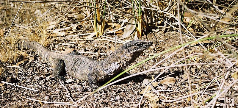 File:Goanna South Australia.jpg