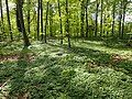 The forest floor of some areas is covered in anemones in the spring, a tell-tale sign of ancient woodland.