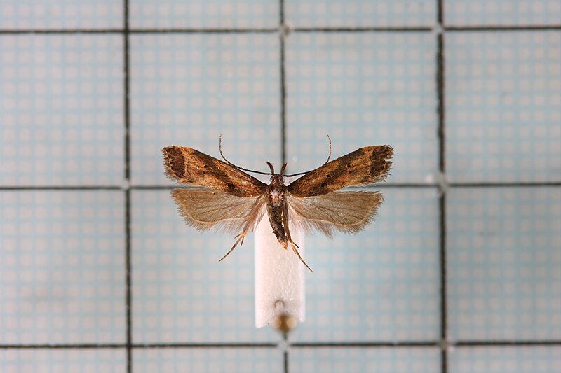 File:Helcystogramma trijunctum.jpg