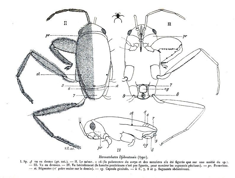 File:Hermatobates djiboutensis.jpg