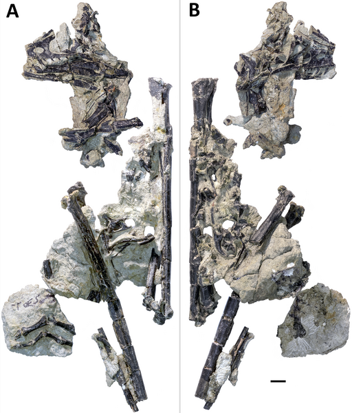 File:Hesperornithoides blocks.png