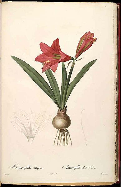 File:Hippeastrum reginae (2).jpg