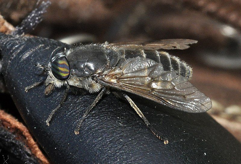 File:Hybomitra-auripila-01-fws.jpg