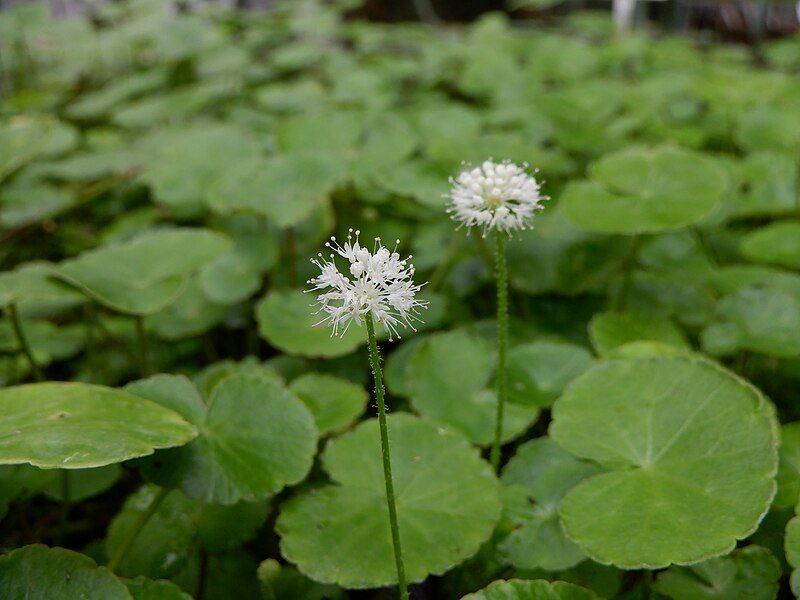 File:Hydrocotyle leucocephala HannesWilms.jpg