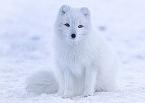 Arctic fox (Vulpes lagopus)